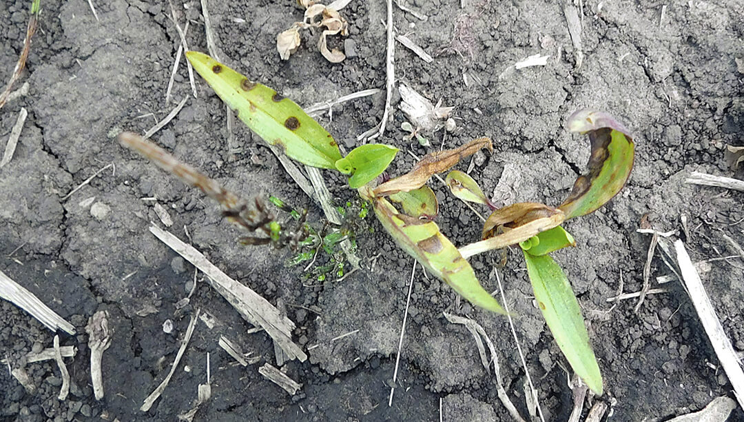 Защита сои по-новому 