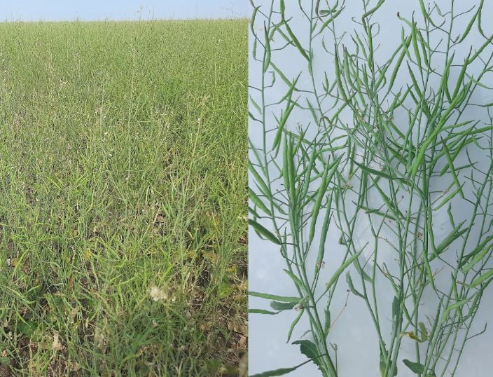 Ожидаемые новинки-2025